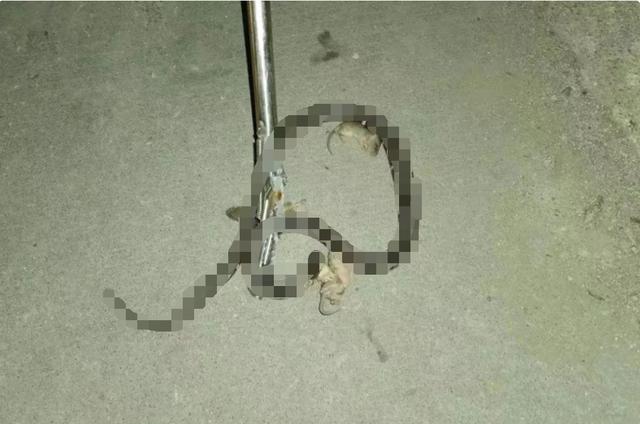 蛇的天敌食蛇鼠（五只老鼠勇斗一条银环蛇）(10)