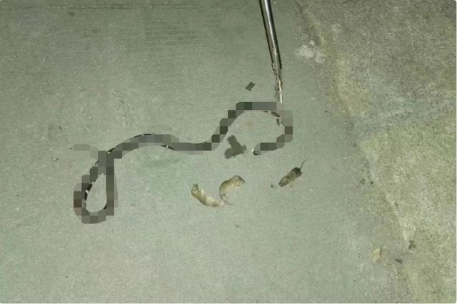 蛇的天敌食蛇鼠（五只老鼠勇斗一条银环蛇）(9)