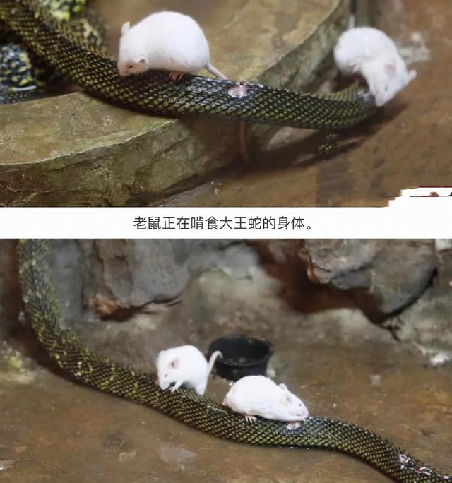 蛇的天敌食蛇鼠（五只老鼠勇斗一条银环蛇）(6)