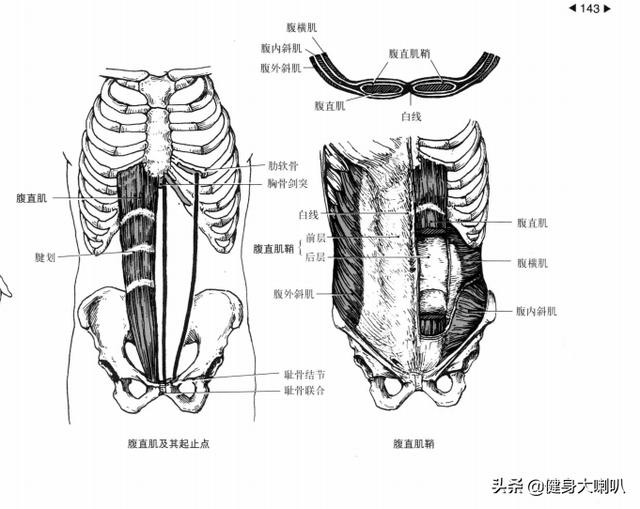 练腹部4个最简单的腹肌训练（腹部肌肉训练的5个技巧）(3)