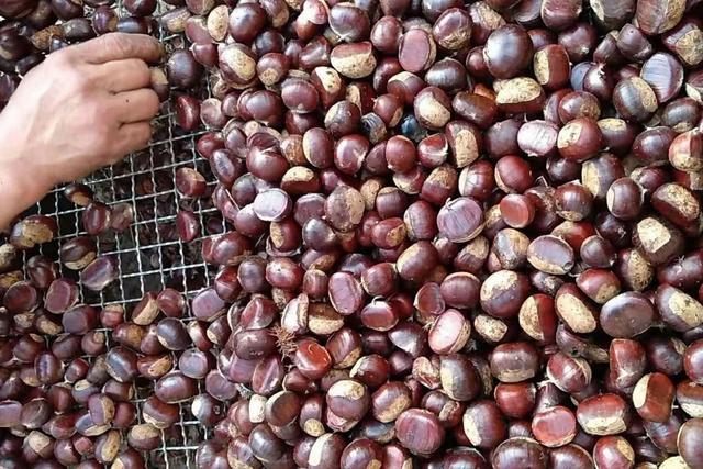 炒板栗简单实用版怎么做（教你懒人炒板栗）(2)