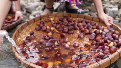 ​炒板栗简单实用版怎么做（教你懒人炒板栗）