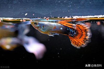 ​孔雀鱼如何辨别公母（孔雀鱼分辨公母方法大全）
