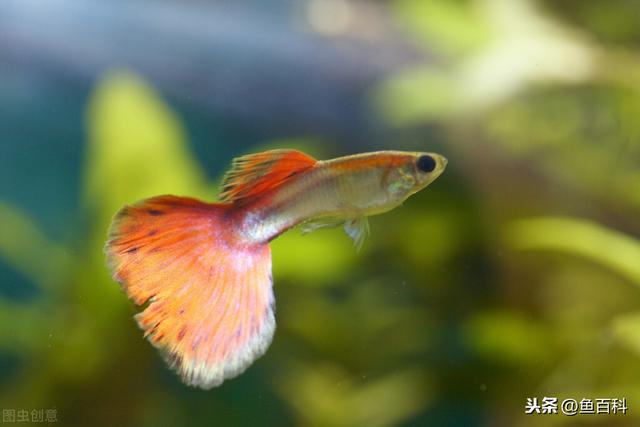 孔雀鱼如何辨别公母（孔雀鱼分辨公母方法大全）(3)