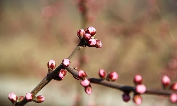 立冬的前一天叫什么,皇历上的四绝日指的是什么图2