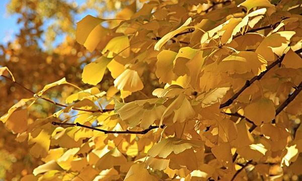 立冬的前一天叫什么,皇历上的四绝日指的是什么图4