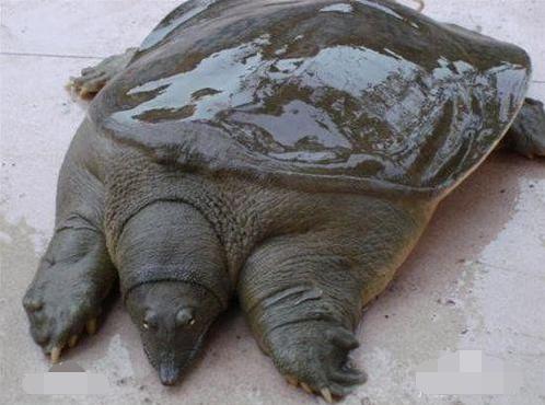 有哪些好听生僻字（网络上火爆的10个生僻字）(7)