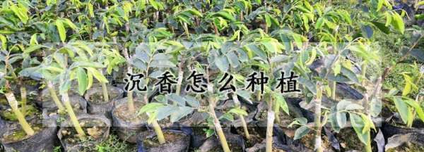 沉香木树苗,奇楠沉香树苗多少一棵图3