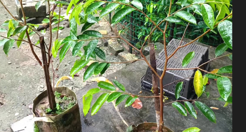 沉香木树苗,奇楠沉香树苗多少一棵图1