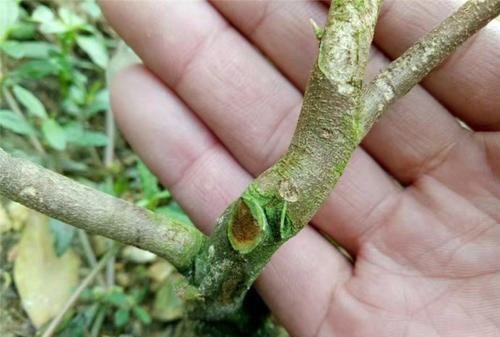 沉香木树苗,奇楠沉香树苗多少一棵图4