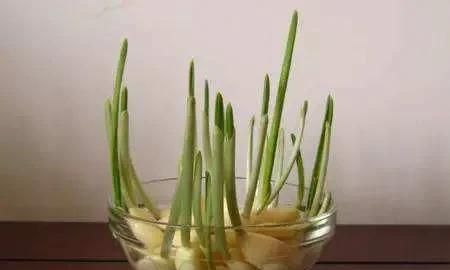 去皮的大蒜可以冷冻吗，新鲜大蒜可以抽真空冷冻保存吗？图5