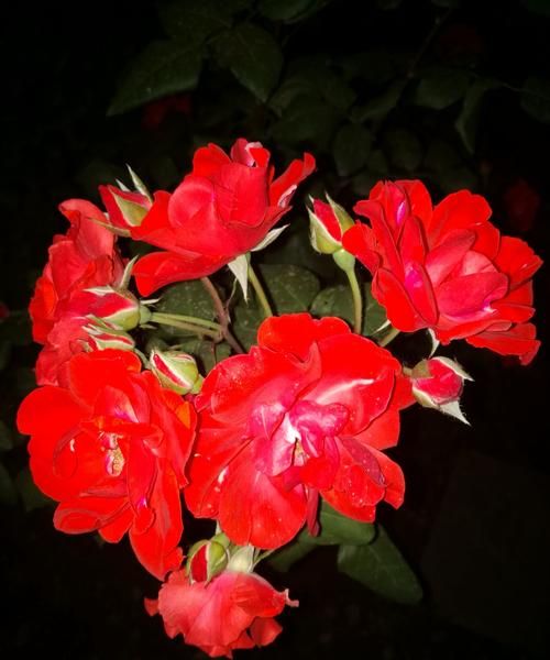 为你读诗里面的经典诗