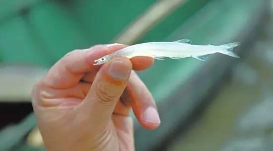 武汉周边自驾三日游旅游最佳景点（武汉适合周边自驾游的5个目的地）(7)