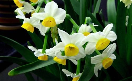 写一篇关于植物的作文三百字以上