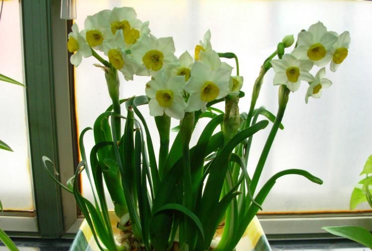 对水仙花的感悟50字