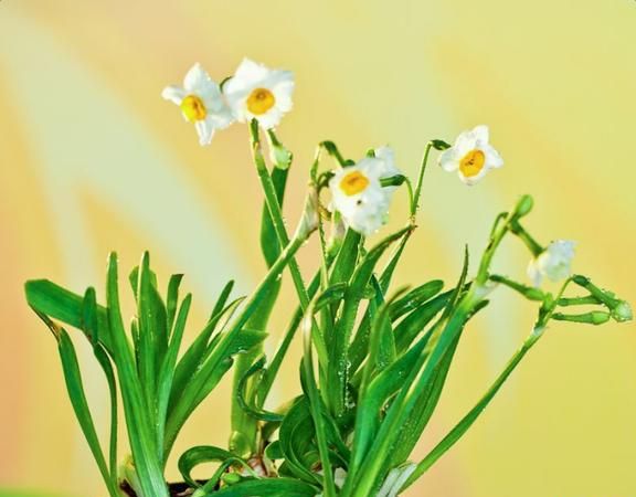 作者对水仙花怎样的思想感情?