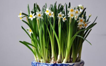 对水仙花的感悟,写一篇关于植物的作文三百字以上图2