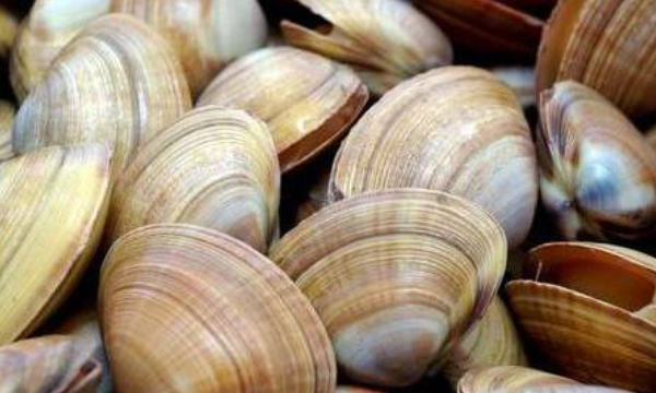 贝壳种类有多少,贝壳有哪些中介公司图6