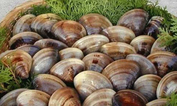 贝壳种类有多少,贝壳有哪些中介公司图7