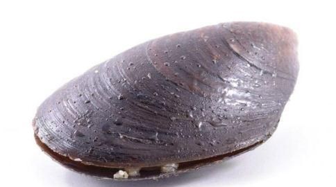 贝壳的种类图片和名字