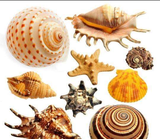 贝壳种类有多少,贝壳有哪些中介公司图8