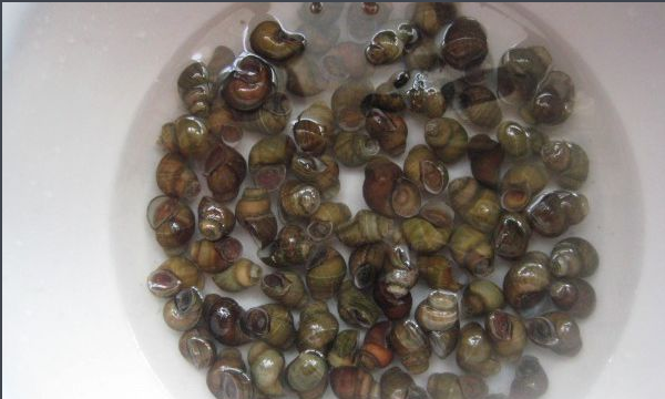 贝壳种类有多少,贝壳有哪些中介公司图4