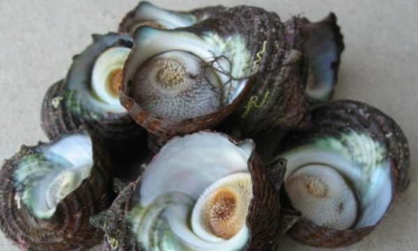 贝壳种类有多少,贝壳有哪些中介公司图3