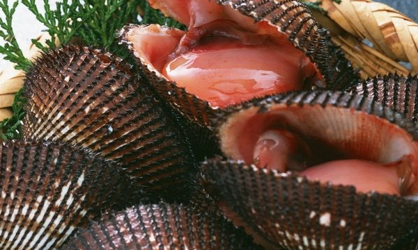 贝壳种类有多少,贝壳有哪些中介公司图2