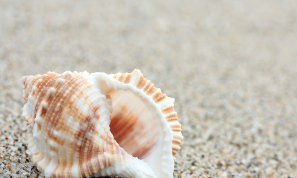 贝壳种类有多少,贝壳有哪些中介公司图5