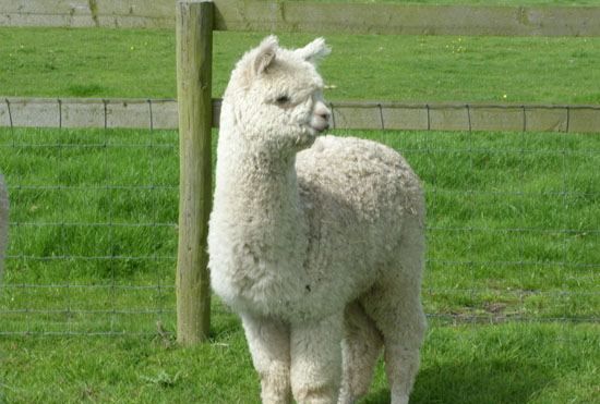 小羊驼,羊驼应该如何饲养呢图5