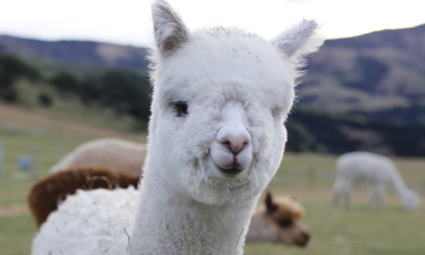 小羊驼,羊驼应该如何饲养呢图2