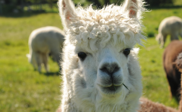 小羊驼,羊驼应该如何饲养呢图4