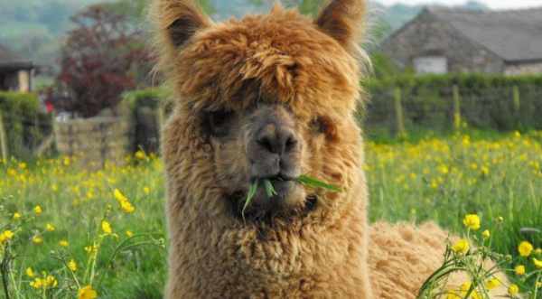 小羊驼,羊驼应该如何饲养呢图6