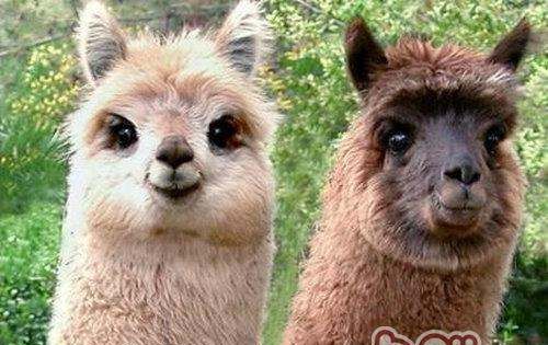 小羊驼,羊驼应该如何饲养呢图1