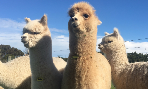 小羊驼,羊驼应该如何饲养呢图3