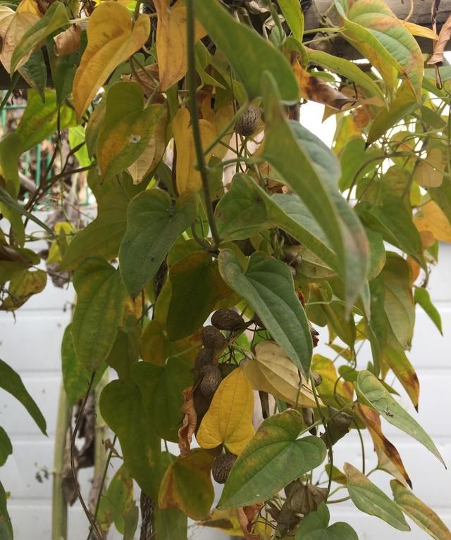 山药豆发芽能吃吗，山药豆怎么吃？发芽还能吃吗？图4