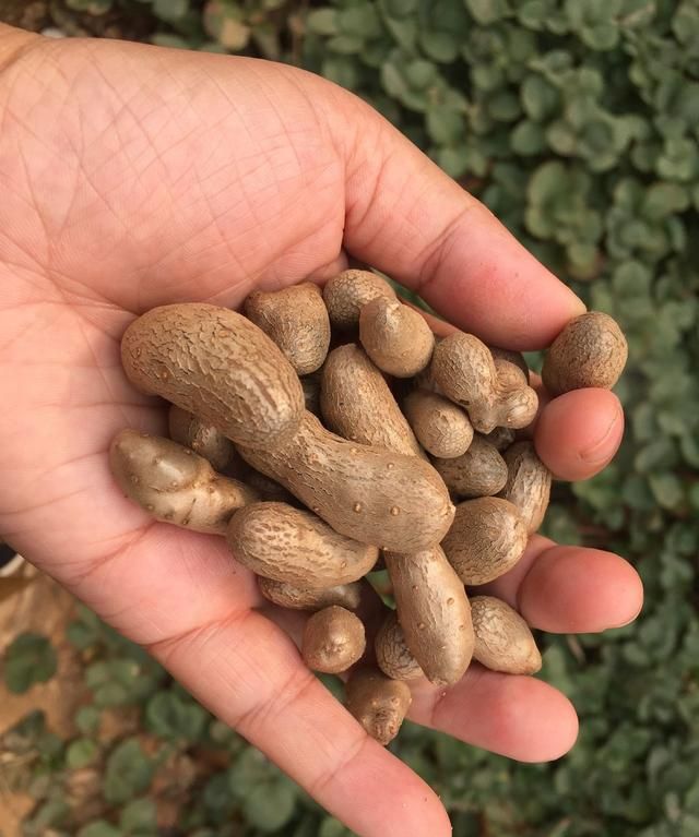 山药豆发芽能吃吗，山药豆怎么吃？发芽还能吃吗？图3