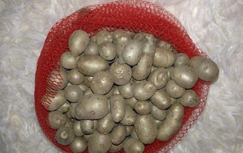 山药豆发芽能种成绿植吗