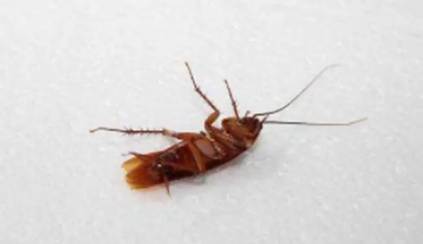 房间有蟑螂怎么办能除根,家里有蟑螂怎么办能除根家里怎样除蟑螂图3