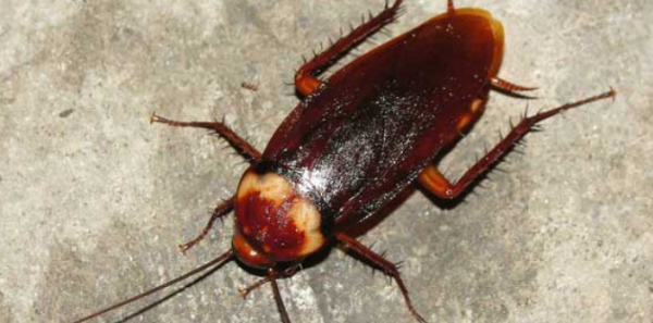 房间有蟑螂怎么办能除根,家里有蟑螂怎么办能除根家里怎样除蟑螂图2