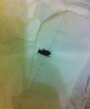 房间有蟑螂怎么办能除根,家里有蟑螂怎么办能除根家里怎样除蟑螂