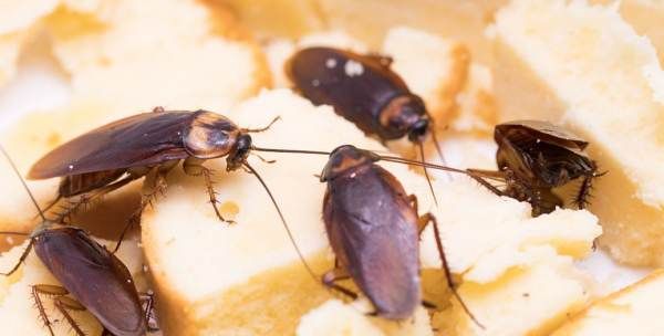 房间有蟑螂怎么办能除根,家里有蟑螂怎么办能除根家里怎样除蟑螂图1