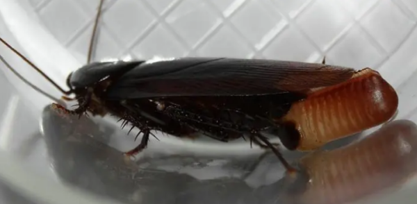 蟑螂为什么不能用脚踩,蟑螂为什么不能用脚踩?图1