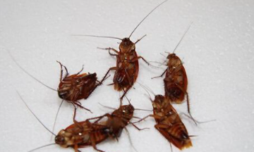 蟑螂为什么不能用脚踩,蟑螂为什么不能用脚踩?图3