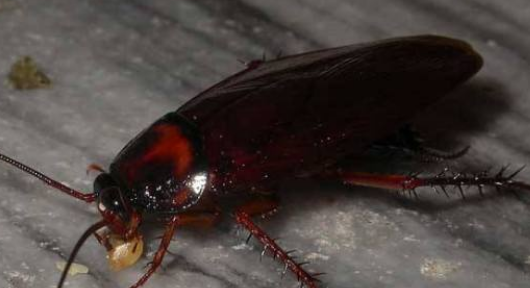 蟑螂为什么不能用脚踩,蟑螂为什么不能用脚踩?图4