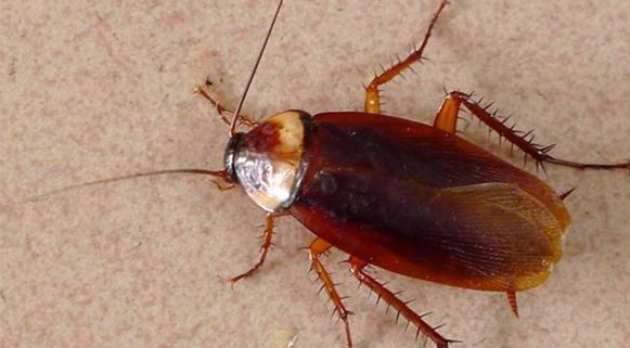 蟑螂为什么不能用脚踩,蟑螂为什么不能用脚踩?图2