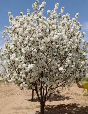 梨花是什么季节开的描写