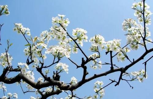 梨花是什么季节