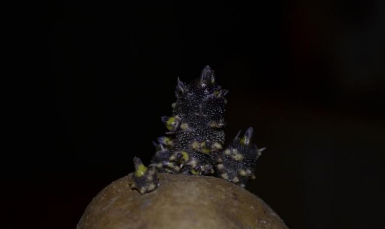 土豆切开里面有小黑点的原因