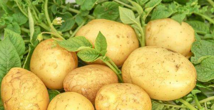 土豆上的黑色斑点是什么,土豆有黑色的纹路那是什么东西图1